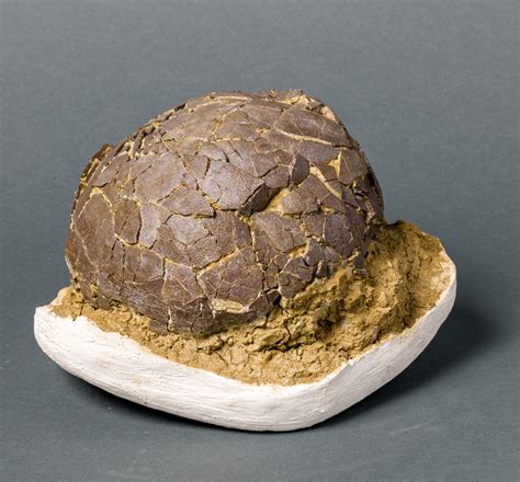 fossilized dinosaur eggs for sale.